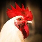 Chicken Rate Today Lahore: Poultry Rate Today Lahore